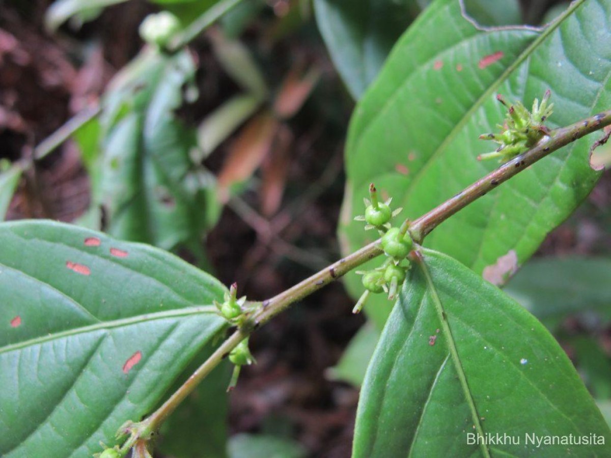 Glochidion stellatum (Retz.) Bedd. Retz.